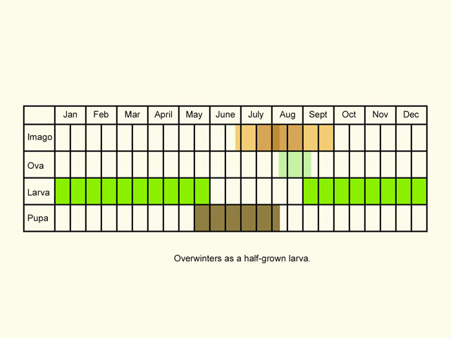  Life stages table Copyright Martin Evans 