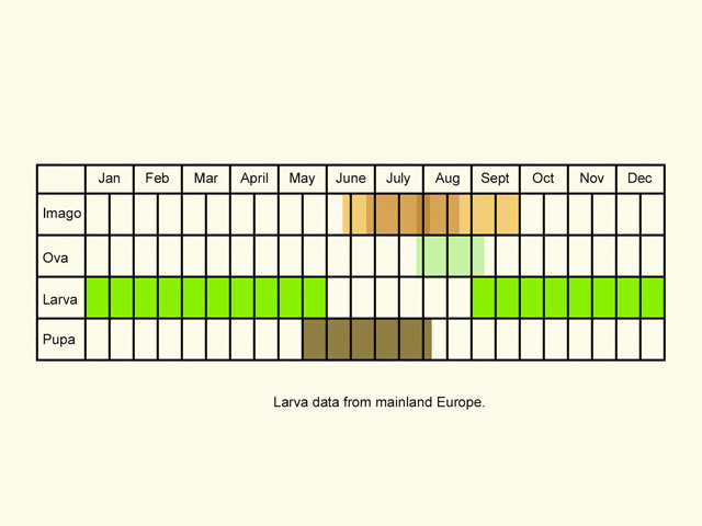  Life stages table Copyright Martin Evans 