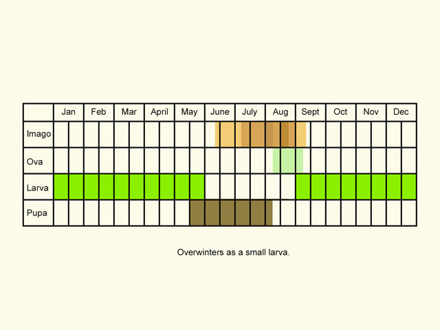  Life stages table Copyright Martin Evans 