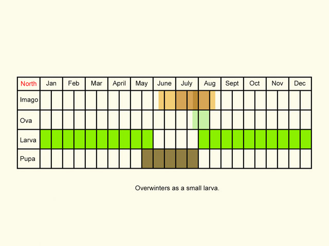  Life stages table Copyright Martin Evans 