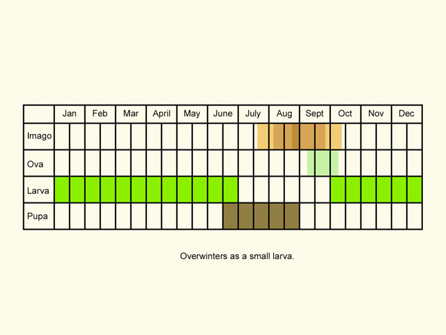  Life stages table Copyright Martin Evans 