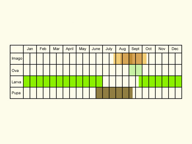  Life stages table Copyright Martin Evans 