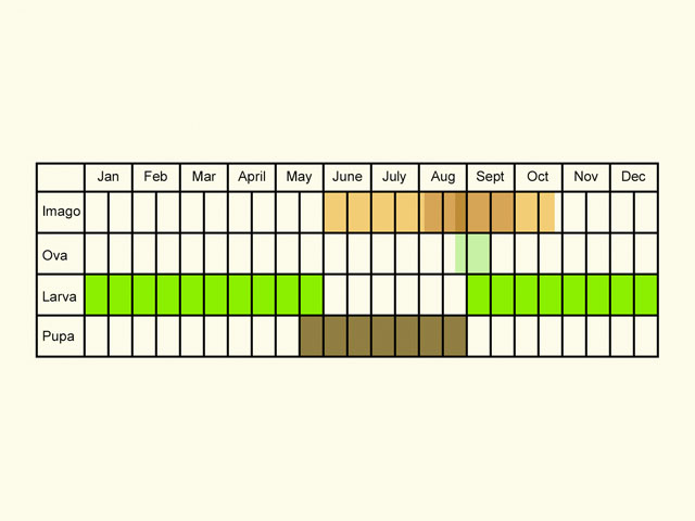  Life stages table Copyright Martin Evans 