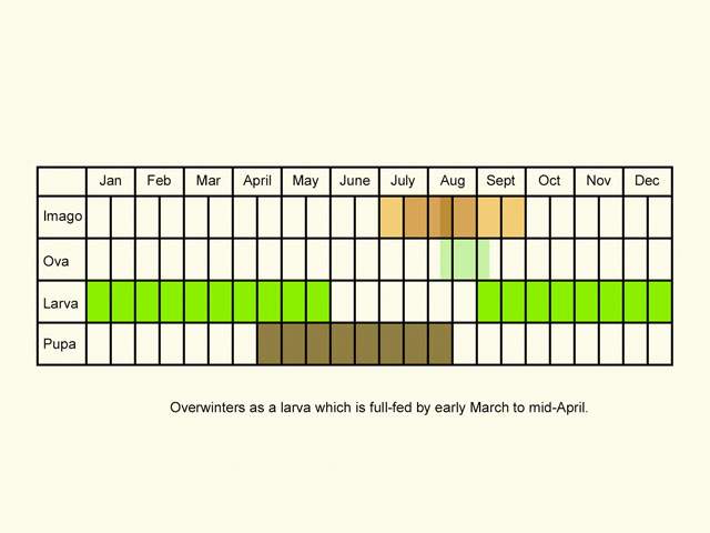  Life stages table Copyright Martin Evans 