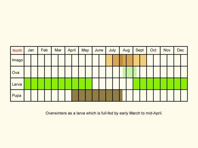 Life stages table Copyright Martin Evans 