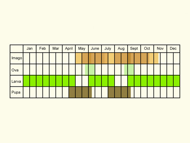  Life stages table Copyright Martin Evans 