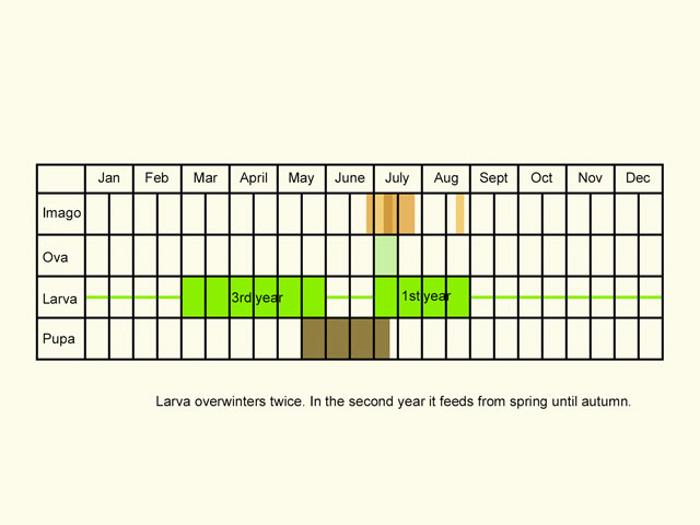  Life stages table Copyright Martin Evans 