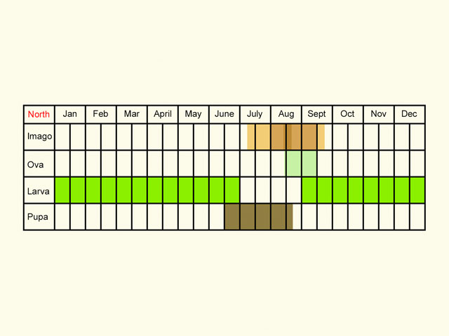  Life stages table Copyright Martin Evans 