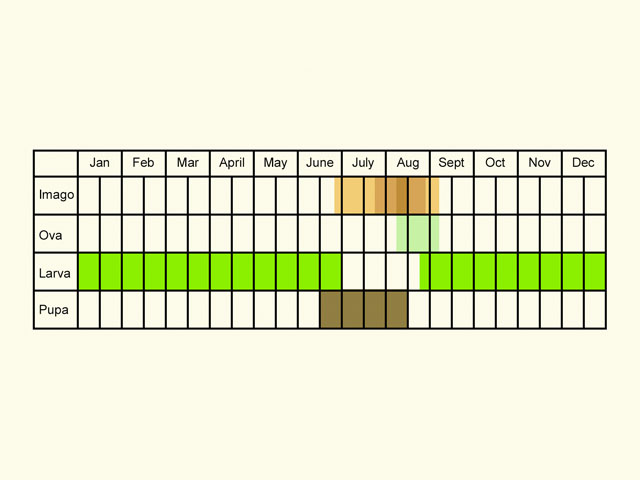  Life stages table Copyright Martin Evans 