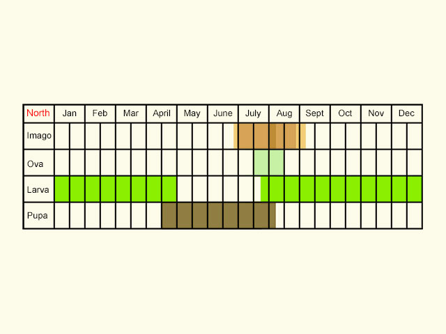  Life stages table Copyright Martin Evans 