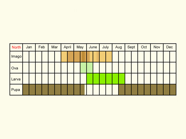 Life stages table Copyright Martin Evans 