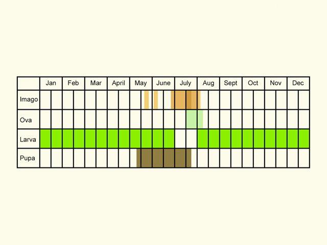  Life stages table Copyright Martin Evans 