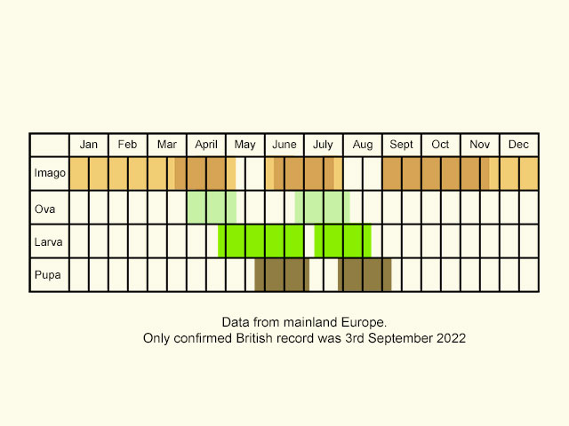  74.0093 Sallow Nycteoline lifecycle table Copyright Martin Evans 