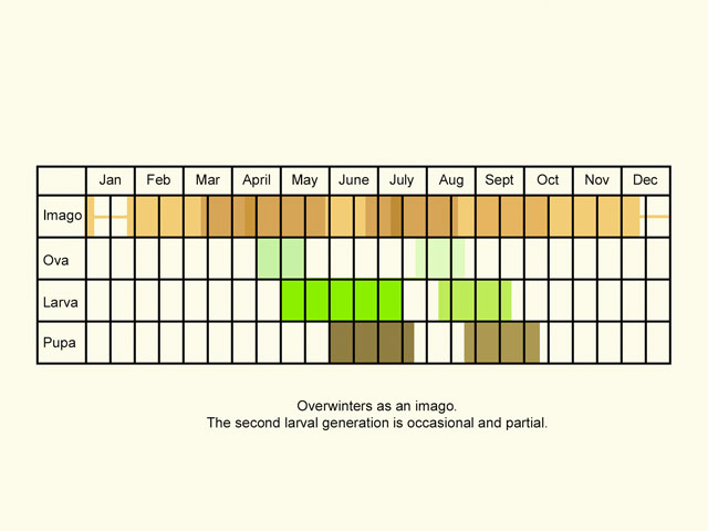  Life stages table Copyright Martin Evans 