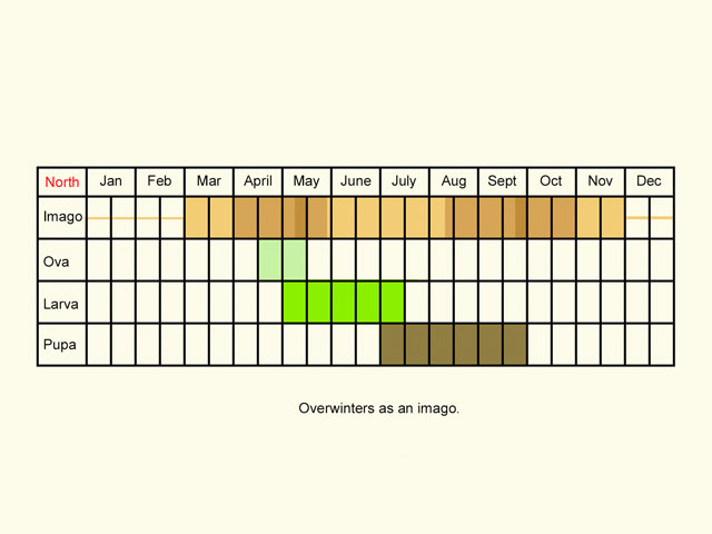  Life stages table Copyright Martin Evans 