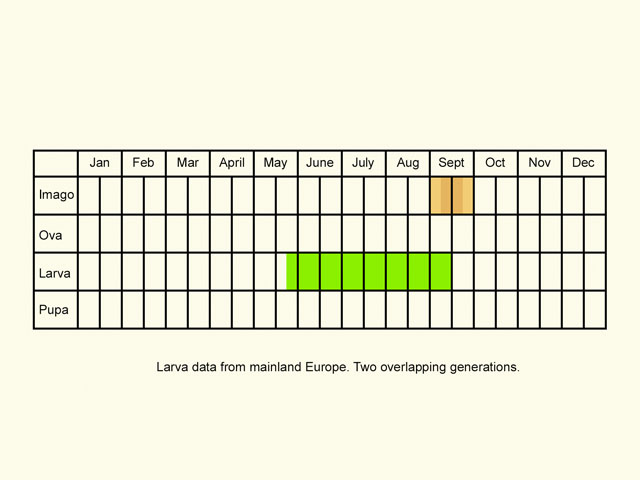  Life stages table Copyright Martin Evans 