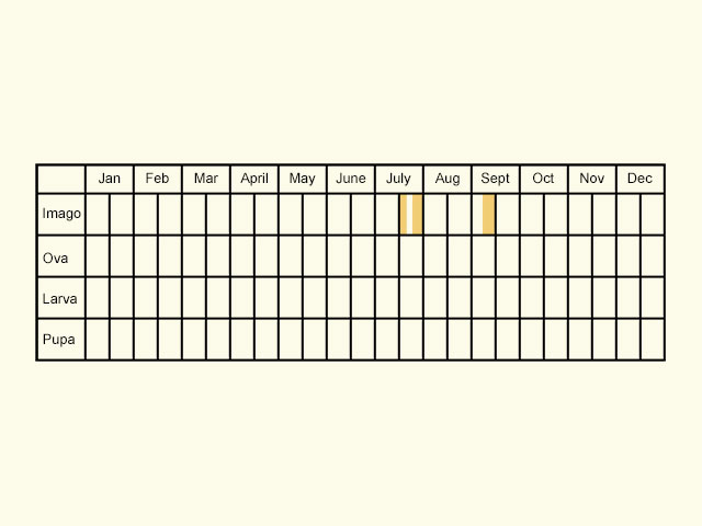  Life stages table Copyright Martin Evans 