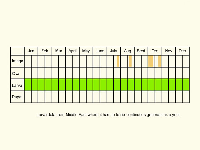  Life stages table Copyright Martin Evans 