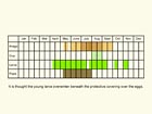  Life stages table Copyright Martin Evans 