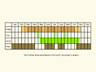  Life stages table Copyright Martin Evans 