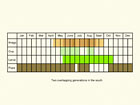  Life stages table Copyright Martin Evans 