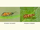 01.002 Micropterix mansuetella and Micropterix tunbergella Copyright Martin Evans 