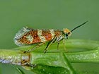  01.003 Micropterix aureatella brown Copyright Martin Evans 