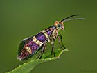  01.003 Micropterix aureatella purple © Martin Evans 