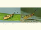  01.004 Micropterix aruncella female and M.calthella Copyright Martin Evans 