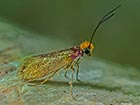  01.005 Micropterix calthella 