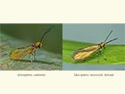  01.005 Micropterix calthella and M.aruncella female Copyright Martin Evans 