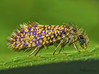  02.004 Eriocrania sparrmannella Copyright Martin Evans 