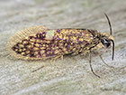  02.006 Eriocrania cicatricella Copyright Martin Evans 
