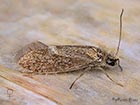  02.007 Eriocrania semipurpurella  female Copyright Martin Evans 