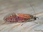  02.007 Eriocrania semipurpurella  male  © Martin Evans 