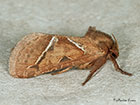  03.001 Orange Swift © Martin Evans 