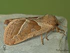  03.001 Orange Swift female Copyright Martin Evans 