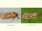  03.001 Orange Swift & Common Swift Copyright Martin Evans 