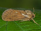  03.002 Common Swift Copyright Martin Evans 