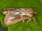  03.002 Common Swift Copyright Martin Evans 