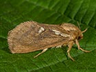  03.002 Common Swift Copyright Martin Evans 