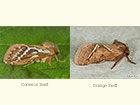  03.002 Common Swift & Orange Swift Copyright Martin Evans 