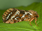  03.003 Map-winged Swift Copyright Martin Evans 
