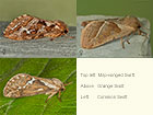  03.003 Map-winged Swift, Orange Swift and Common Swift Copyright Martin Evans 