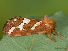  03.004 Gold Swift Copyright Martin Evans 