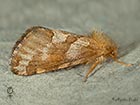  03.004 Gold Swift female Copyright Martin Evans 