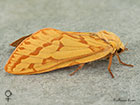  03.005 Ghost Moth female Copyright Martin Evans 