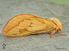  03.005 Ghost Moth female Copyright Martin Evans 
