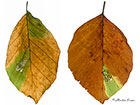  04.034 Stigmella tityrella mined leaves Copyright Martin Evans 