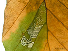  04.034 Stigmella tityrella mine Copyright Martin Evans 